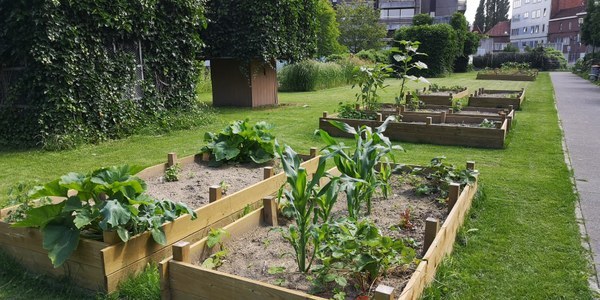 Jardin Lézard à Mouscron